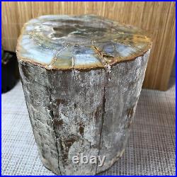 Top 125MM Natural Petrified Wood Rough Slice Madagascar 4.85kg A1707