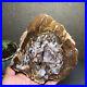 Top_127mm_Natural_Petrified_Wood_fossil_Rough_Slice_Madagascar_769g_A2644_01_fx