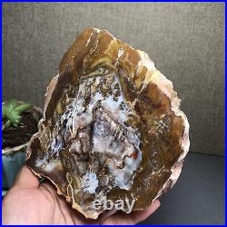 Top 127mm Natural Petrified Wood fossil Rough Slice Madagascar 769g A2644