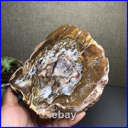 Top 127mm Natural Petrified Wood fossil Rough Slice Madagascar 769g A2644