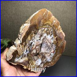 Top 127mm Natural Petrified Wood fossil Rough Slice Madagascar 769g A2644