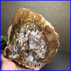 Top 127mm Natural Petrified Wood fossil Rough Slice Madagascar 769g A2644