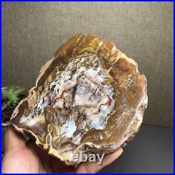 Top 127mm Natural Petrified Wood fossil Rough Slice Madagascar 769g A2644