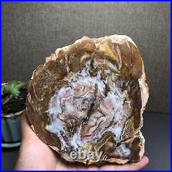 Top 127mm Natural Petrified Wood fossil Rough Slice Madagascar 769g A2644