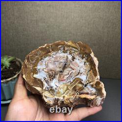 Top 127mm Natural Petrified Wood fossil Rough Slice Madagascar 769g A2644