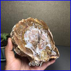 Top 127mm Natural Petrified Wood fossil Rough Slice Madagascar 769g A2644