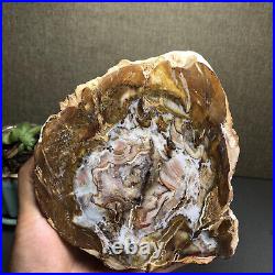 Top 127mm Natural Petrified Wood fossil Rough Slice Madagascar 769g A2644