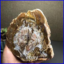 Top 127mm Natural Petrified Wood fossil Rough Slice Madagascar 769g A2644