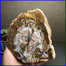 Top 127mm Natural Petrified Wood fossil Rough Slice Madagascar 769g A2644