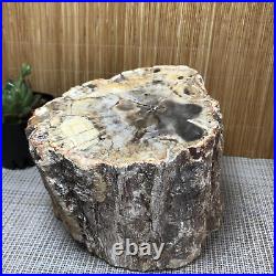 Top 130MM Natural Petrified Wood Rough Slice Madagascar 2.85kg A1705