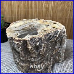 Top 130MM Natural Petrified Wood Rough Slice Madagascar 2.85kg A1705