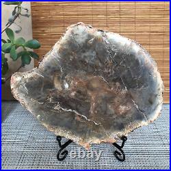 Top 165mm Natural Petrified Wood fossil Rough Slice Madagascar 855g A3756