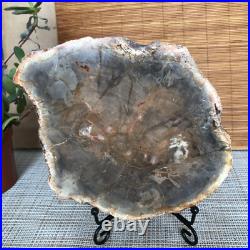 Top 165mm Natural Petrified Wood fossil Rough Slice Madagascar 855g A3756