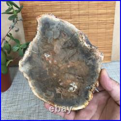Top 165mm Natural Petrified Wood fossil Rough Slice Madagascar 855g A3756