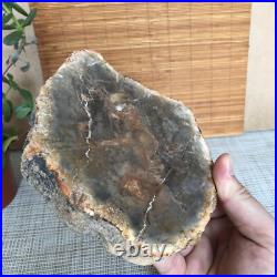 Top 165mm Natural Petrified Wood fossil Rough Slice Madagascar 855g A3756