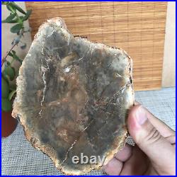 Top 165mm Natural Petrified Wood fossil Rough Slice Madagascar 855g A3756