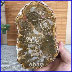 Top 175mm Natural Petrified Wood fossil Rough Slice Madagascar 696g A3750