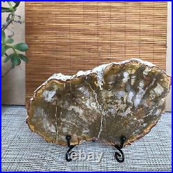 Top 175mm Natural Petrified Wood fossil Rough Slice Madagascar 696g A3750