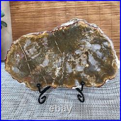 Top 175mm Natural Petrified Wood fossil Rough Slice Madagascar 696g A3750