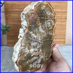 Top 175mm Natural Petrified Wood fossil Rough Slice Madagascar 696g A3750