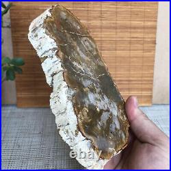 Top 175mm Natural Petrified Wood fossil Rough Slice Madagascar 696g A3750