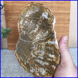 Top 175mm Natural Petrified Wood fossil Rough Slice Madagascar 696g A3750
