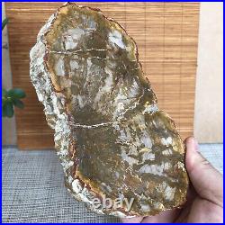 Top 175mm Natural Petrified Wood fossil Rough Slice Madagascar 696g A3750