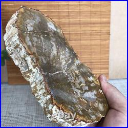 Top 175mm Natural Petrified Wood fossil Rough Slice Madagascar 696g A3750