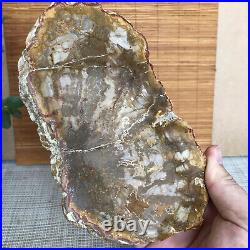 Top 175mm Natural Petrified Wood fossil Rough Slice Madagascar 696g A3750
