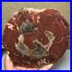 Top_175mm_Natural_pretty_Petrified_Wood_fossil_Rough_Slice_Madagascar_710g_g7682_01_gj