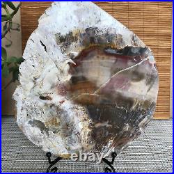 Top 180mm Natural Petrified Wood fossil Rough Slice Madagascar 1236g A3755