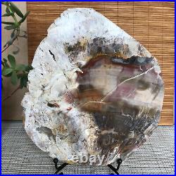 Top 180mm Natural Petrified Wood fossil Rough Slice Madagascar 1236g A3755