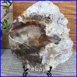 Top 180mm Natural Petrified Wood fossil Rough Slice Madagascar 1236g A3755