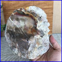 Top 180mm Natural Petrified Wood fossil Rough Slice Madagascar 1236g A3755