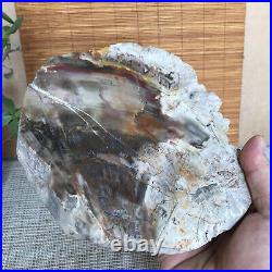 Top 180mm Natural Petrified Wood fossil Rough Slice Madagascar 1236g A3755