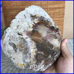 Top 180mm Natural Petrified Wood fossil Rough Slice Madagascar 1236g A3755