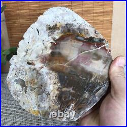 Top 180mm Natural Petrified Wood fossil Rough Slice Madagascar 1236g A3755