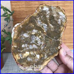 Top 180mm Natural Petrified Wood fossil Rough Slice Madagascar 713g A3749