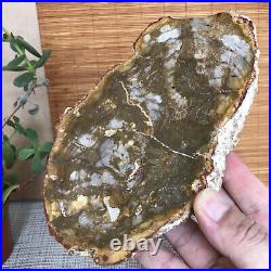 Top 180mm Natural Petrified Wood fossil Rough Slice Madagascar 713g A3749