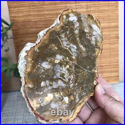 Top 180mm Natural Petrified Wood fossil Rough Slice Madagascar 713g A3749