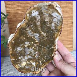 Top 180mm Natural Petrified Wood fossil Rough Slice Madagascar 713g A3749
