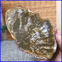 Top 180mm Natural Petrified Wood fossil Rough Slice Madagascar 713g A3749
