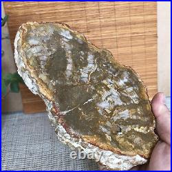 Top 180mm Natural Petrified Wood fossil Rough Slice Madagascar 713g A3749