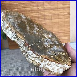 Top 180mm Natural Petrified Wood fossil Rough Slice Madagascar 713g A3749
