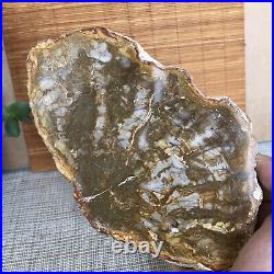 Top 180mm Natural Petrified Wood fossil Rough Slice Madagascar 713g A3749