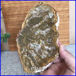 Top 180mm Natural Petrified Wood fossil Rough Slice Madagascar 713g A3749