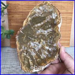 Top 180mm Natural Petrified Wood fossil Rough Slice Madagascar 713g A3749