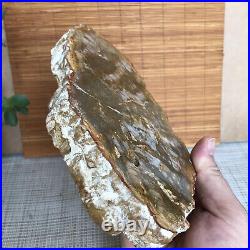 Top 180mm Natural Petrified Wood fossil Rough Slice Madagascar 713g A3749