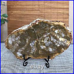 Top 180mm Natural Petrified Wood fossil Rough Slice Madagascar 713g A3749