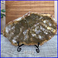Top 180mm Natural Petrified Wood fossil Rough Slice Madagascar 713g A3749